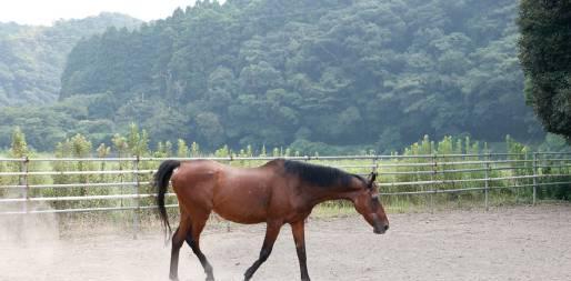刷到春乌拉拉去世消息时，我正卡在海外看国服游戏的转圈界面——那只跑了113场全败的小马，像极了我们和地区限制死磕的样子