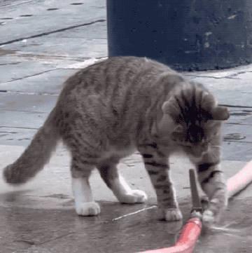 全网爆火的「喝水小猫」提醒法:3步养成喝水好习惯